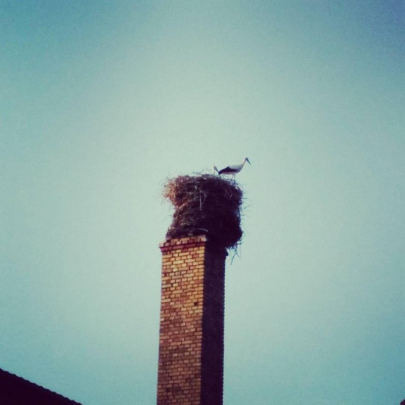 Stork nest